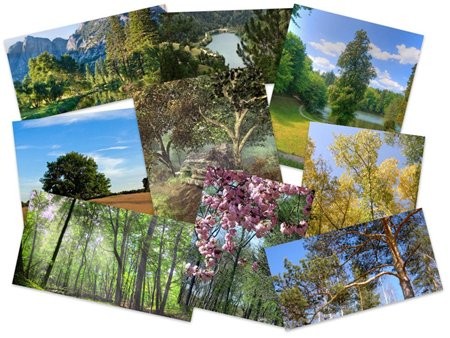 50 Beautiful Trees Full HD Wallpapers