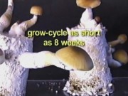 Mushroom Growing Made Easy /    [2003] VHSRip
