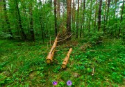 Сферические панорамы - Русский Лес. Виртуальный тур (Подтайга - Смешанный лес) [2011]